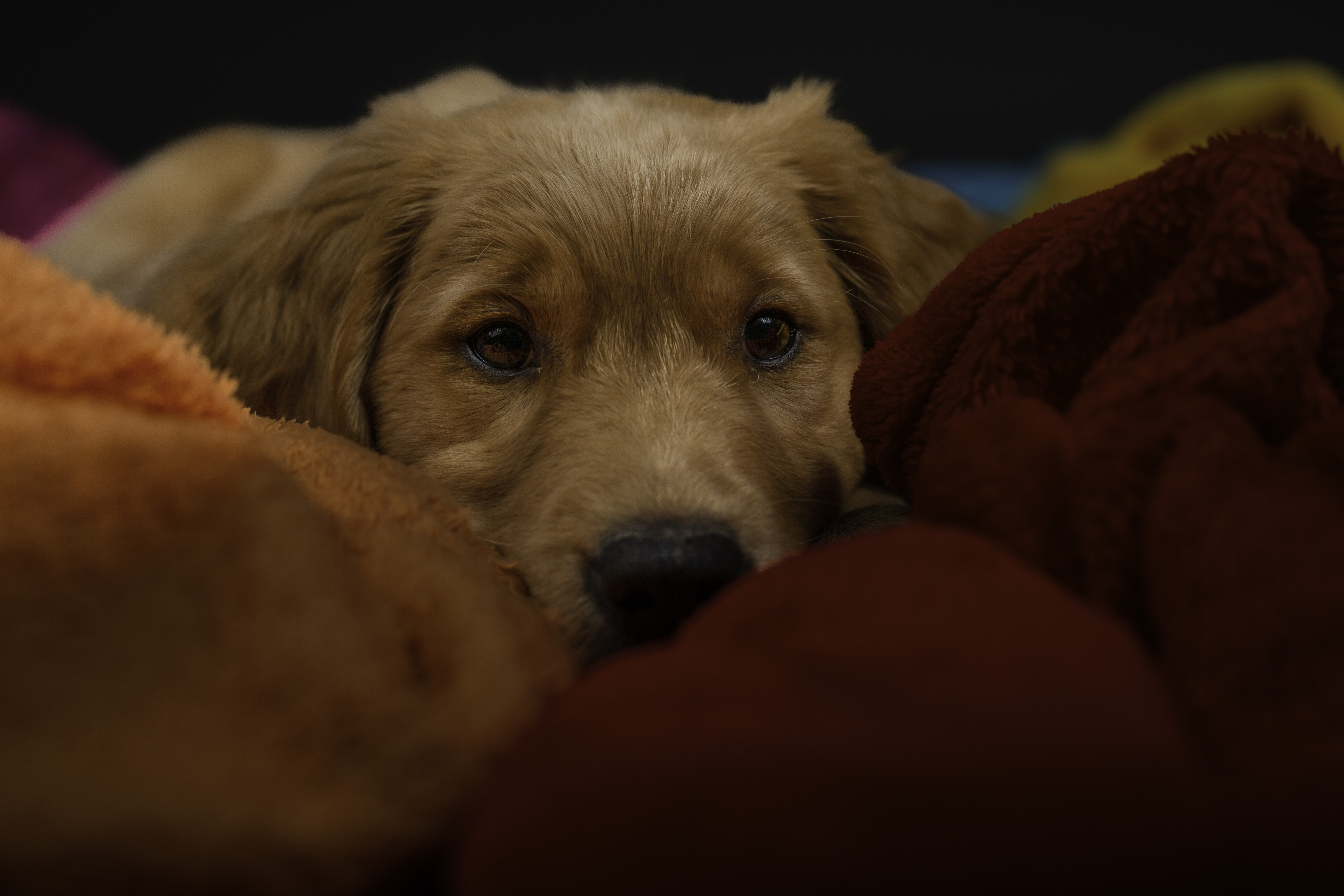 Seit 2005 gibt es Dog-on.
Seit 2007 mit Therapiebegleithund Doktor Stacy wird der dritte Hund im Einsatz bei den Menschen sein