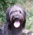 Dog-on Bilder